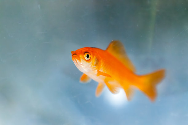 鱼缸里的金鱼图片下载