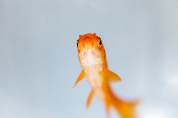 鱼缸里的金鱼图片下载