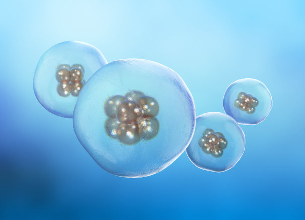 人类的细胞分裂。早期胚胎图片下载