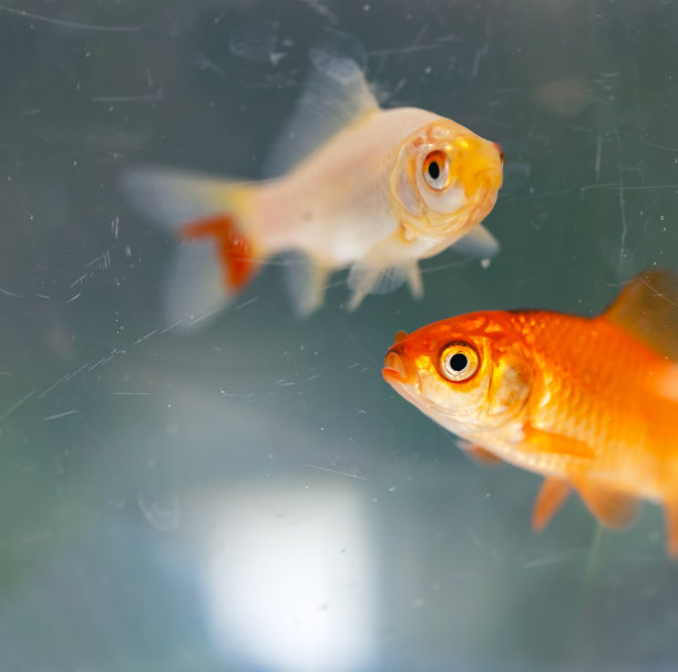 鱼缸里的金鱼图片下载