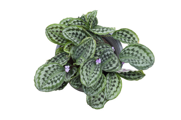 山柰(墙)俯视图贝克或孔雀生姜开花在锅孤立的白色背景包括修剪路径。图片下载