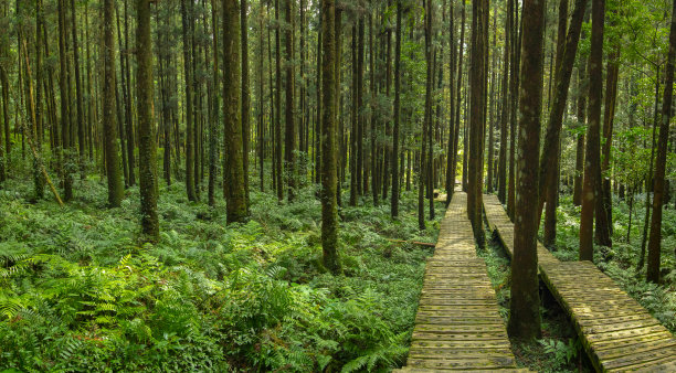 森林，攀岩者，安全，步行，木板路图片下载