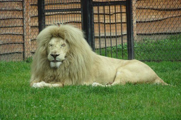 大白狮图片下载