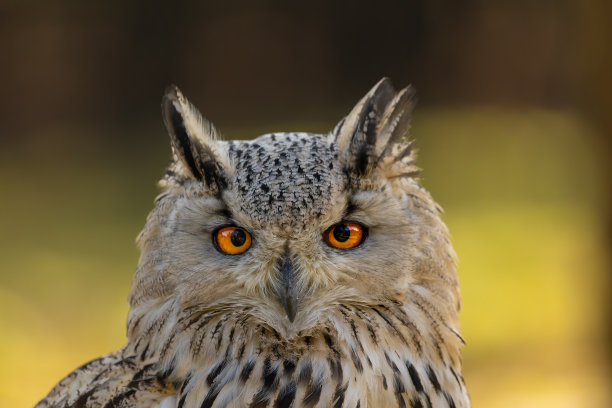 秋天一个多云的日子里，一只鹰鸮站在森林旁边。图片下载