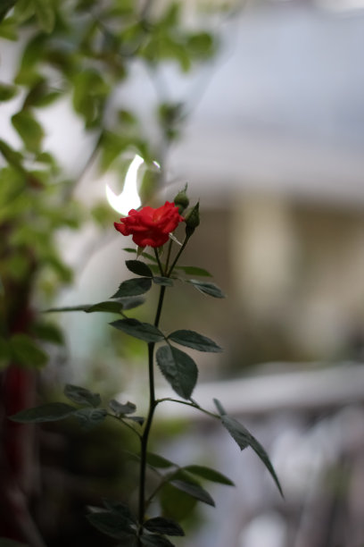 红玫瑰的植物图片下载