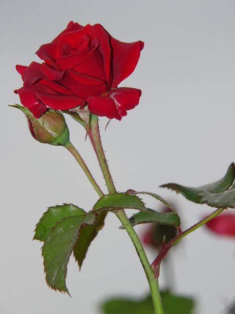 象征着永恒的爱和浪漫图片下载