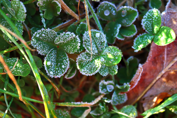冬天草地上的叶子。霜图片下载