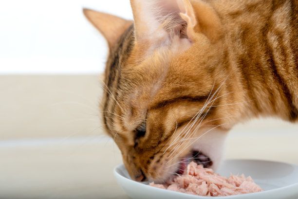 一张孟加拉猫在地板上吃猫粮的特写。图片下载