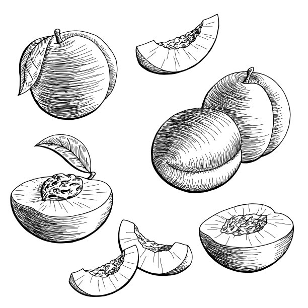 桃果图形黑白孤立素描插图矢量图片下载