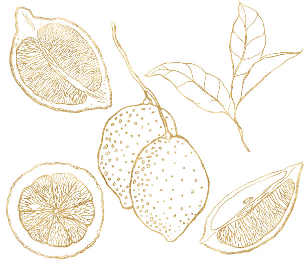 水彩画套黄金柠檬和线条艺术叶子。手绘新鲜水果孤立在白色背景。美味的食物插图设计，印刷，织物或背景。图片下载