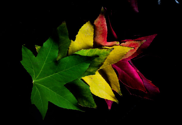 秋天的树叶图片下载