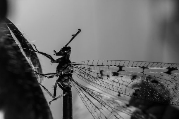 龙飞翔图片下载