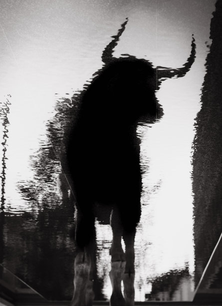 牛反射图片下载