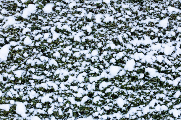纹理的雪在树篱，前视图图片下载