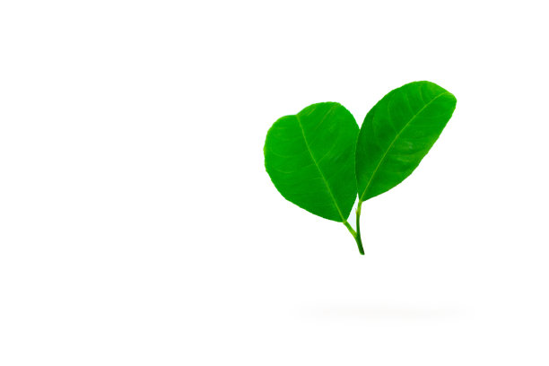 绿色的叶子在白色的背景。封闭孤立的柠檬叶图片下载