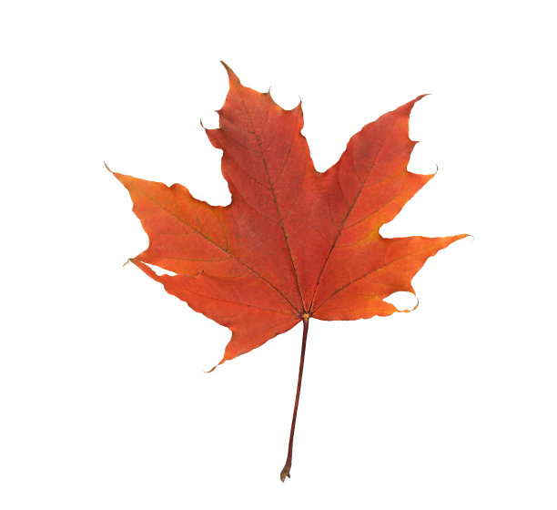 一片橙色的枫叶被隔离在白色的背景上图片下载