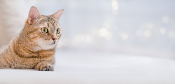 一只猫在圣诞气氛的家里躺着，看着右边图片下载