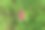 绿色的草木中有两朵红色的小花图片下载