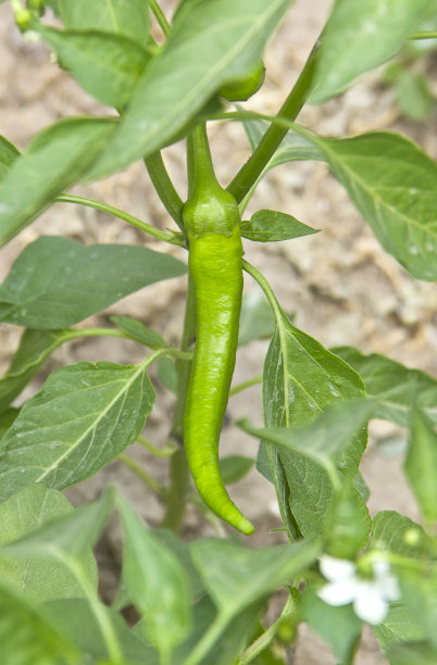 胡椒长在树枝上图片下载