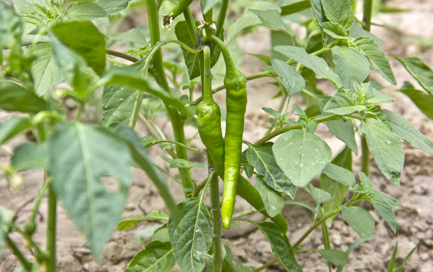 胡椒长在树枝上图片下载