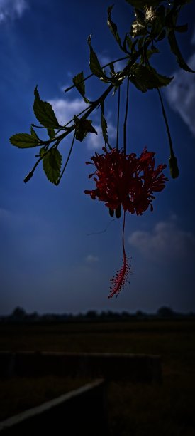 夜空花图片下载