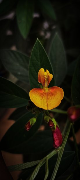 鸽子豌豆花图片下载