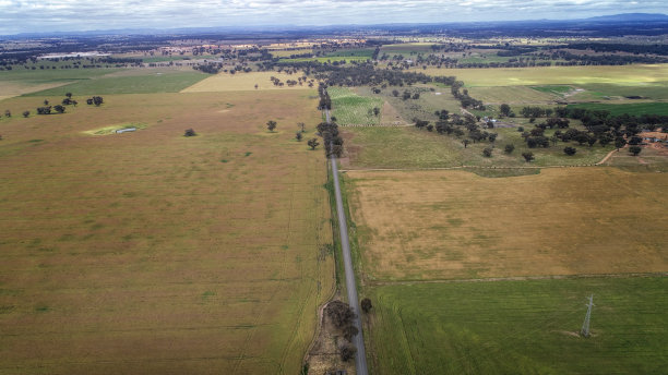 油菜(Brassica napus subsp.)显著)图片下载