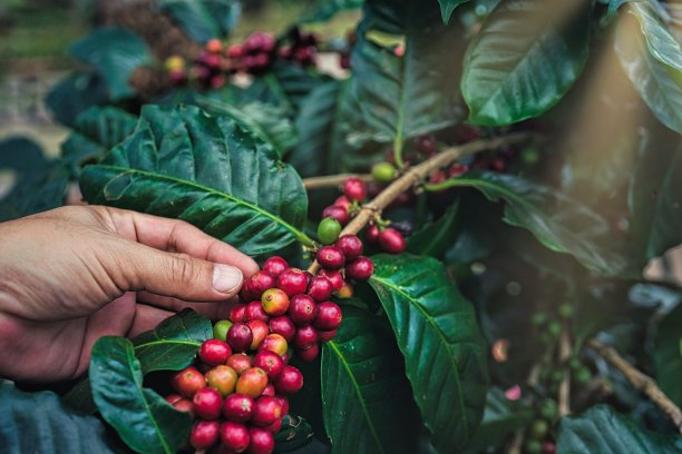 男人的手从咖啡树上捡起红色的咖啡豆。图片下载