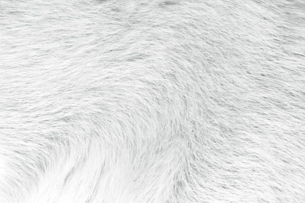 毛皮纹理狗与白色灰色图案线背景图片下载