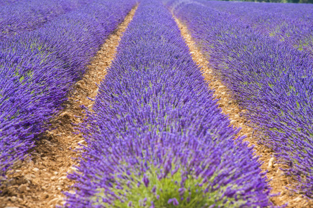 普罗旺斯的薰衣草田图片下载