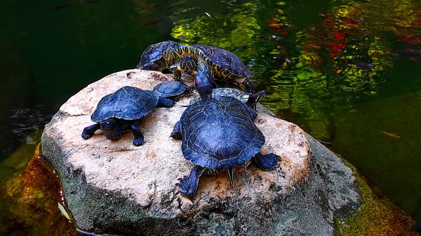 一些乌龟在池塘中央的岩石上图片下载