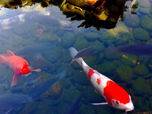 琥珀锦鲤被誉为所有锦鲤之王，色泽红白相间图片下载