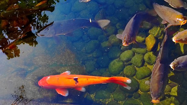 五颜六色的锦鲤在香港公园的清水鱼塘里游弋。图片下载