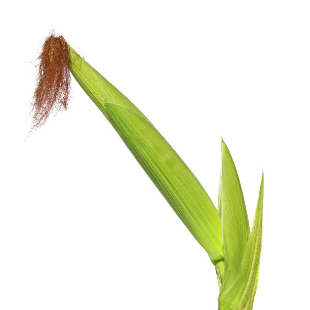 绿玉米芯孤立在白色图片下载