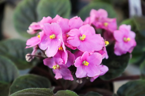 粉红色的非洲紫罗兰花盛开的特写图片下载