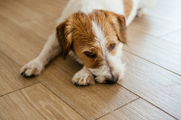 纯种杰克罗素梗。图片下载