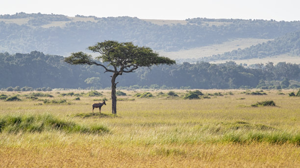 Topi, Damaliscus lunatus，在肯尼亚马赛马拉一棵金合欢树的树冠下乘凉。图片下载