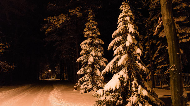 雪地上的道路和树上的雪图片下载