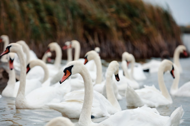 美丽的天鹅肖像-天鹅座的颜色。天鹅聚集在池塘上过冬图片下载