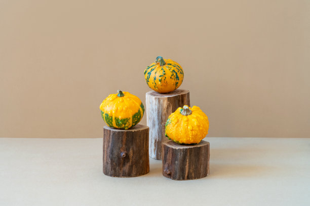 米黄色背景的木凳上有三个黄色的南瓜，上面有绿色的斑点。最小的秋天组成。前视图图片下载