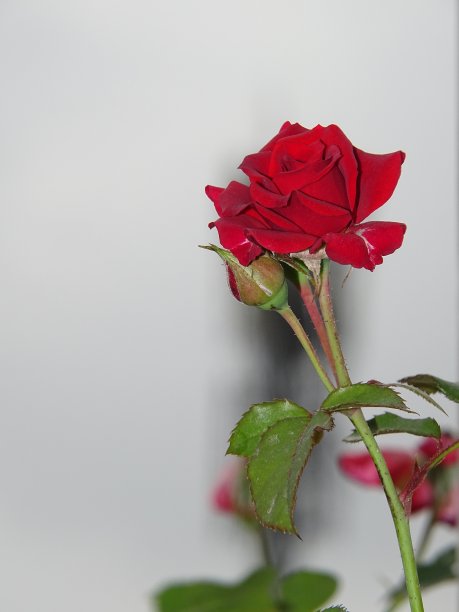 问候与持久的爱和浪漫图片下载