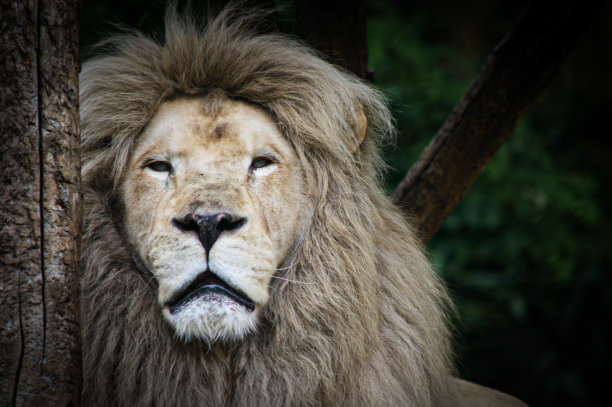 狮子王图片下载