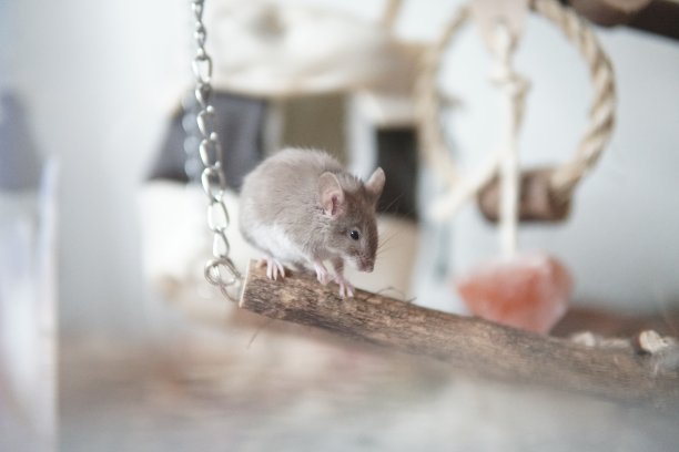 可爱的老鼠图片下载