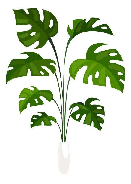 盆栽蒙斯特拉。热带植物作为室内装饰图片下载
