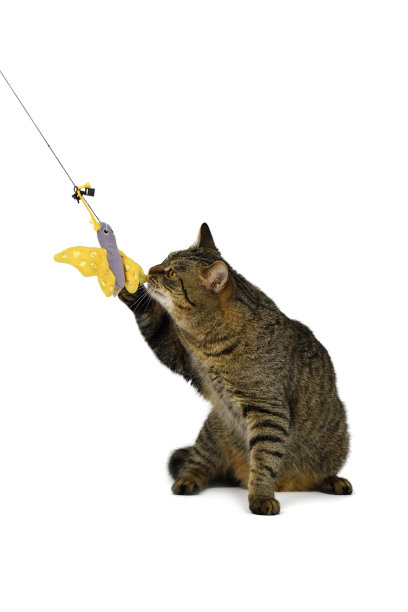 躺在白色背景上的猫，肖像照片，玩玩具图片下载