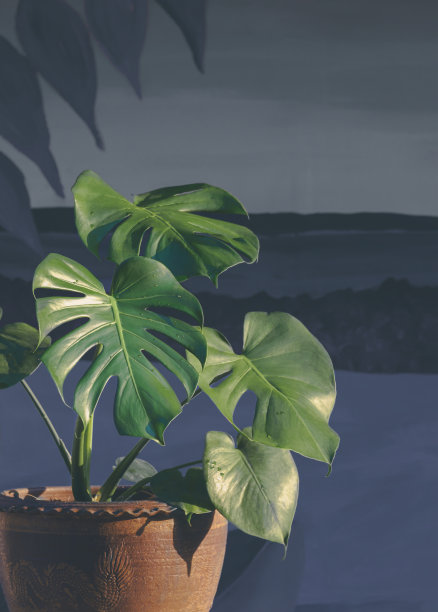 绿色丛林怪兽植物生长在黏土盆栽与模糊的单色墙壁背景图片下载