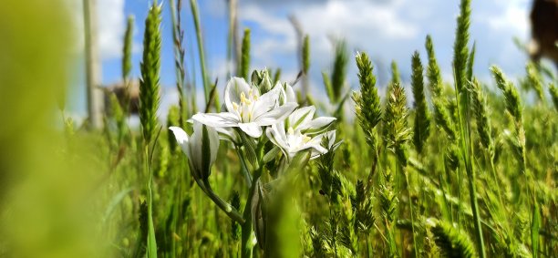 花园之星(伞形鸟)图片下载