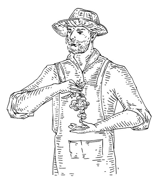 男人手持一串葡萄，黑色复古雕刻插图图片下载