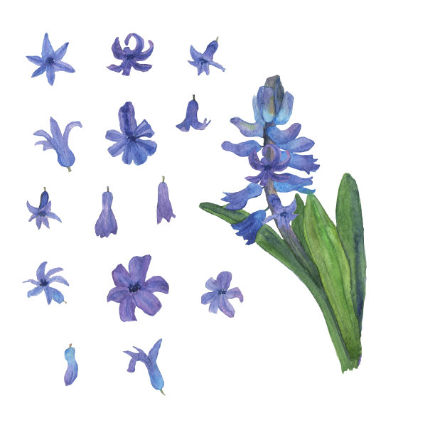 紫色风信子，含少量元素。收集蓝色的春天花为构图孤立的白色。水彩手绘插图设计，印刷品，纺织品，织物，包装纸，贺卡，婚礼请柬。图片下载