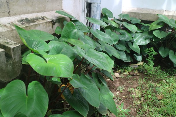 葱绿新鲜的芋头叶子照片图片下载